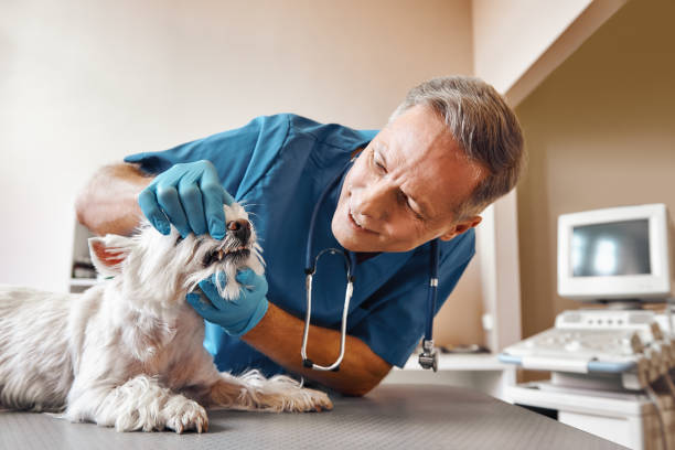 Best Holiday Emergency Dentist in Woxall, PA